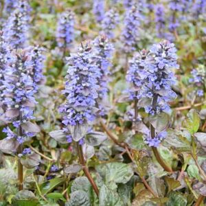 Ajuga reptans 'Catlin's Giant' ---